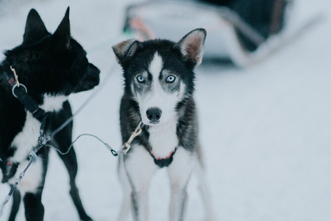 Family day: Reindeer, Husky and Snowmobiling in Levi - Guides and the human side of the day