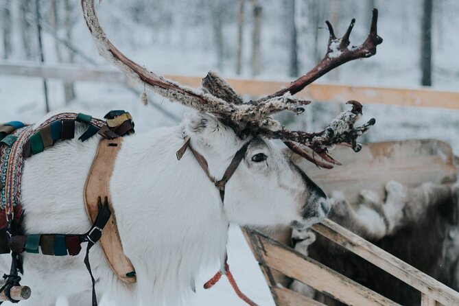 Family day: Reindeer, Husky and Snowmobiling in Levi - How to prepare for the cold and queues