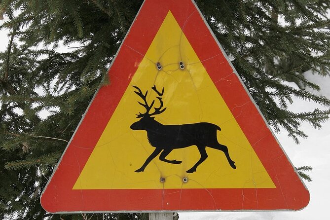 Forest Trail Reindeer Safari - A traditional ride in Rovaniemi’s snowy forest