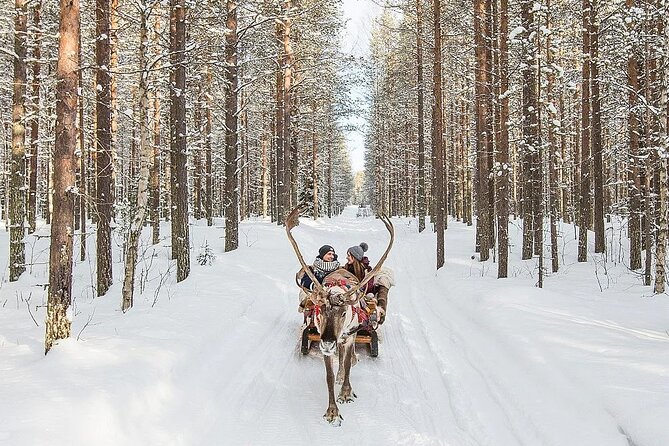 Forest Trail Reindeer Safari - The 2-kilometer sleigh ride
