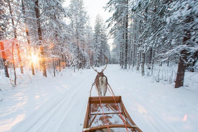 Forest Trail Reindeer Safari - Is $225.18 a fair price?