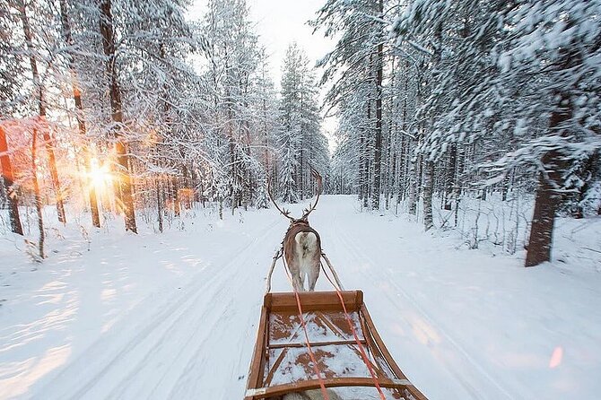 Forest Trail Reindeer Safari - Who will enjoy this most?