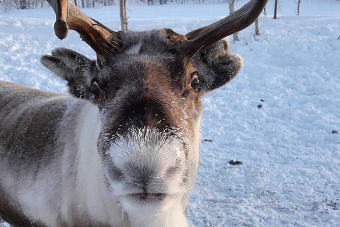 From Ivalo: Ice Fishing Safari to Lake Inari, reindeers & lunch - How cold weather changes the experience