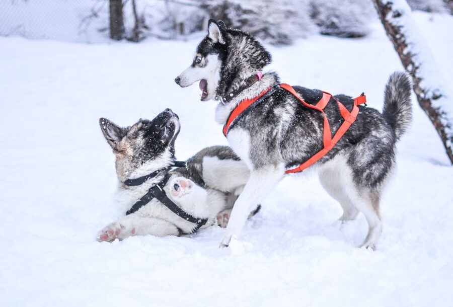 From Rovaniemi: 5km Husky Sleigh Ride - My call: book it for a short introduction