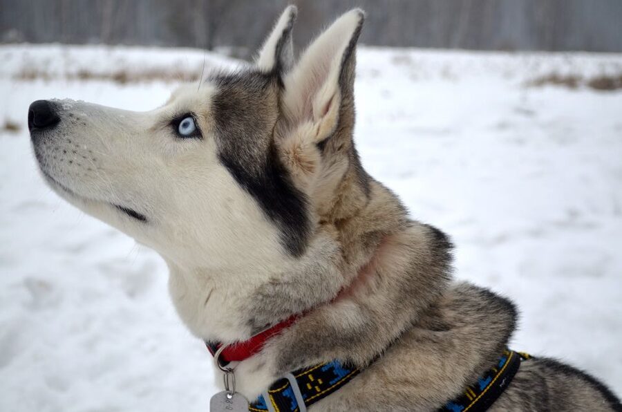From Rovaniemi: 5km Husky Sleigh Ride - FAQ