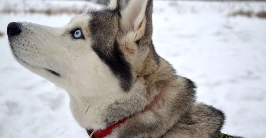 From Rovaniemi: 5km Husky Sleigh Ride - What the huskies add to the visit
