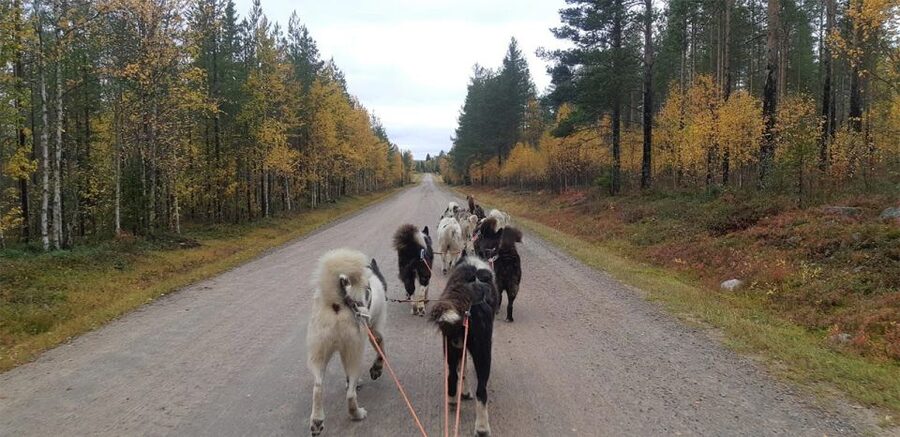 From Rovaniemi: Autumn Husky Safari Adventure - Leaving Rovaniemi for the husky farm