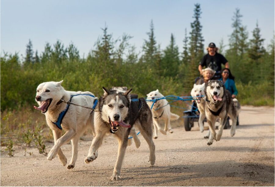 From Rovaniemi: Autumn Husky Safari Adventure - Riding through the autumn forest
