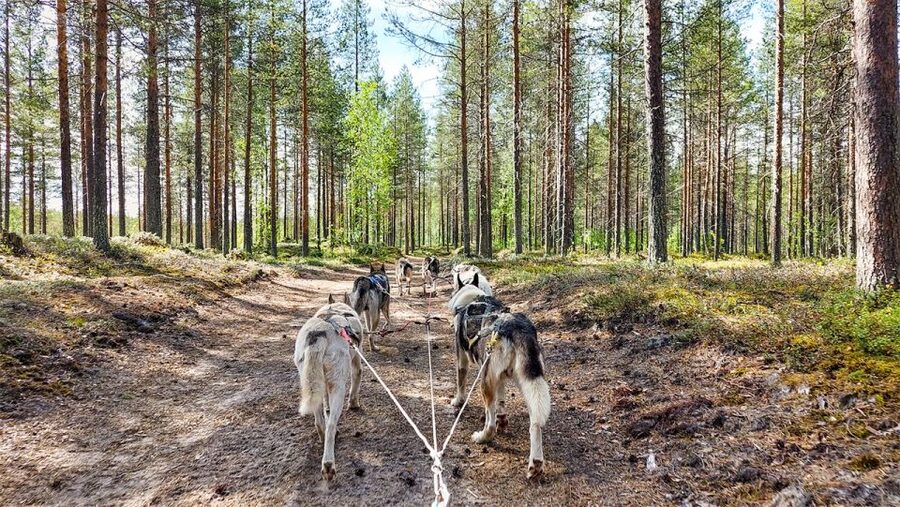 From Rovaniemi: Autumn Husky Safari Adventure - Warm-weather rules and animal welfare