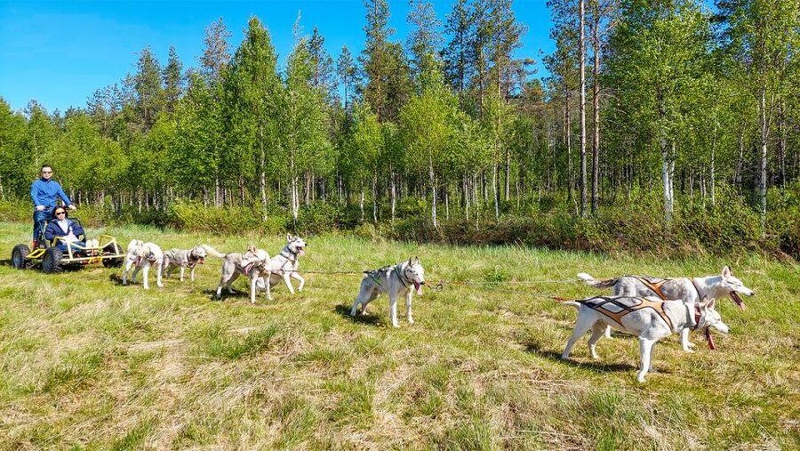 From Rovaniemi: Autumn Husky Safari Adventure - Meeting the dogs before the ride