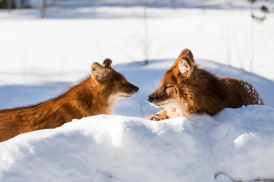 From Rovaniemi: Family Friendly Visit to Ranua Wildlife Park - Booking details that matter