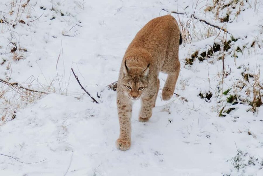 From Rovaniemi: Family Friendly Visit to Ranua Wildlife Park - Entering Ranua Wildlife Park