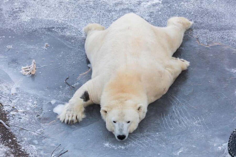From Rovaniemi: Family Friendly Visit to Ranua Wildlife Park - The polar bear encounter