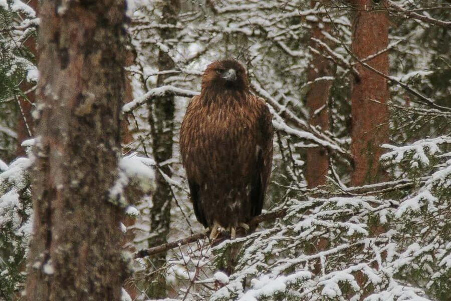 From Rovaniemi: Family Friendly Visit to Ranua Wildlife Park - Is the $147 price fair?