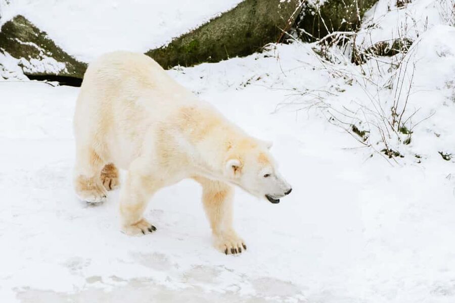 From Rovaniemi: Family Friendly Visit to Ranua Wildlife Park - The 1.5-hour drive from Rovaniemi