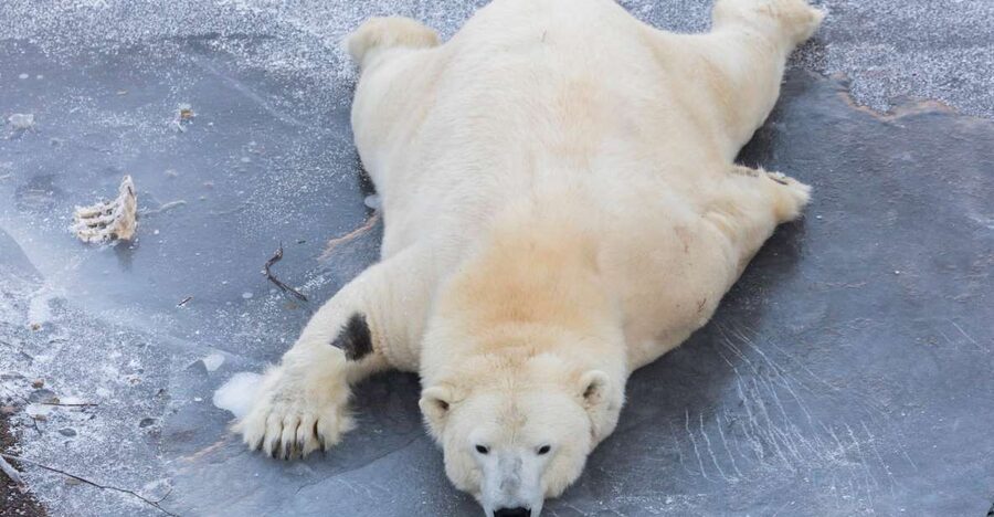 From Rovaniemi: Ranua Wildlife Park Experience - Why Ranua Works Better Than a Quick City Zoo Visit