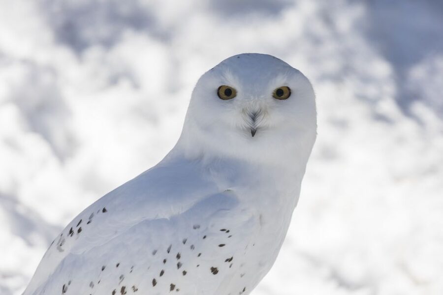 From Rovaniemi: Ranua Wildlife Park Experience - What the Outdoor Enclosures Add
