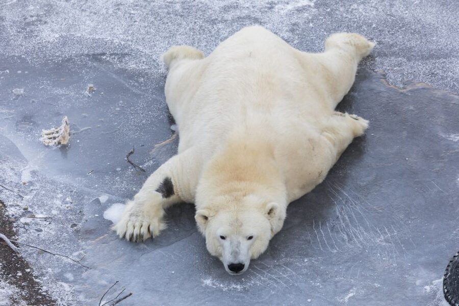 From Rovaniemi: Ranua Wildlife Park Experience - Is Five Hours Enough?