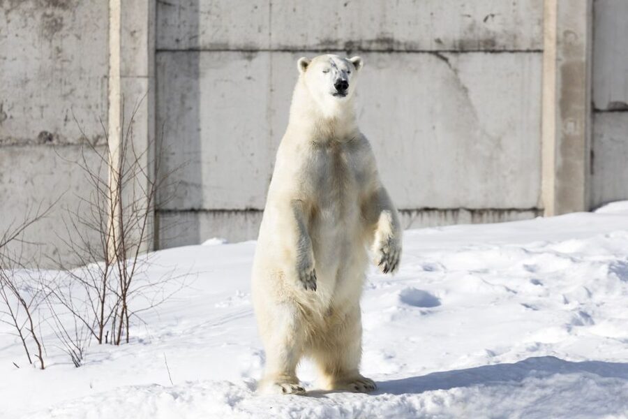 From Rovaniemi: Ranua Wildlife Park Experience - The Price and What You Receive