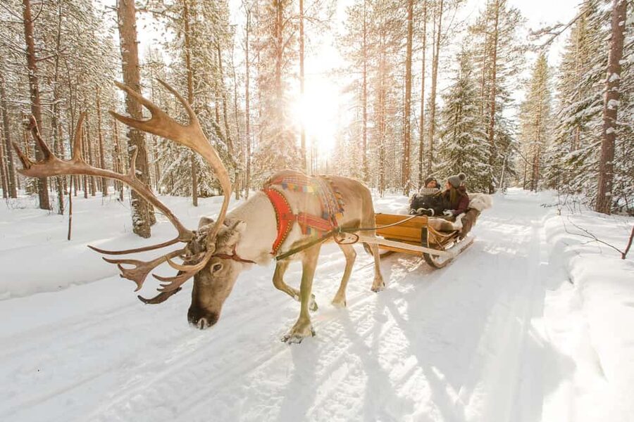 From Rovaniemi: Reindeer Farm Visit with Sleigh Ride - Meeting the herd and feeding the reindeer