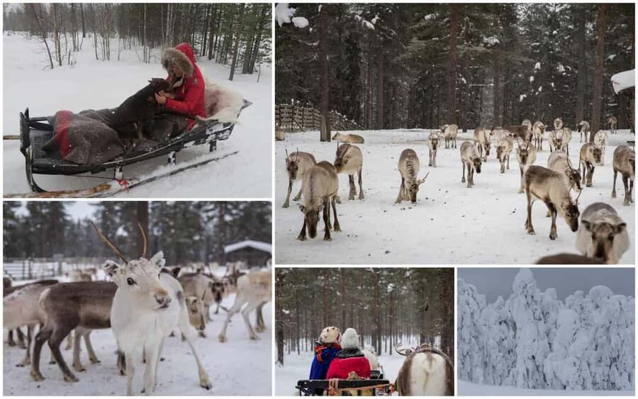 From Rovaniemi: Reindeer Farm Visit with Sleigh Ride - The best season for the sleigh