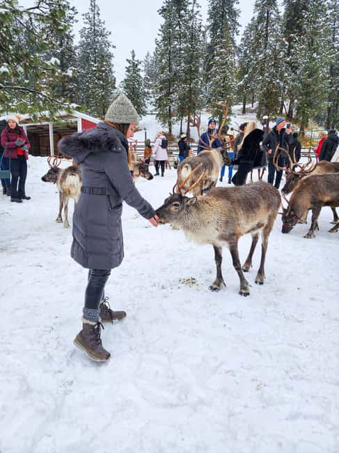 From Rovaniemi: Reindeer Farm Visit with Sleigh Ride - Booking, cancellation, and pickup details