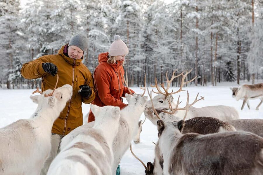 From Rovaniemi: Reindeer Farm Visit with Sleigh Ride - Should you book the reindeer farm visit?