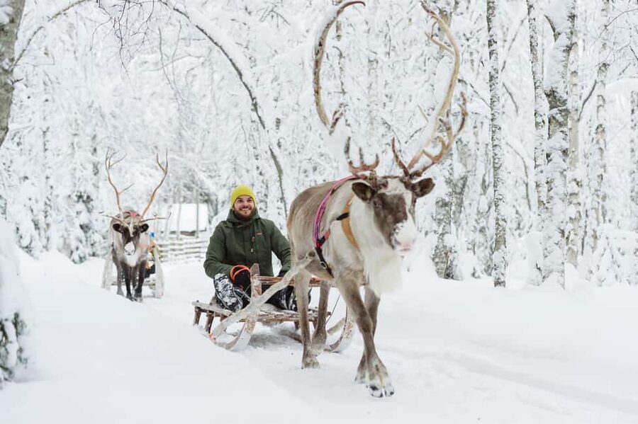 From Rovaniemi: Reindeer Farm Visit with Sleigh Ride - The 400 to 500 meter sleigh ride