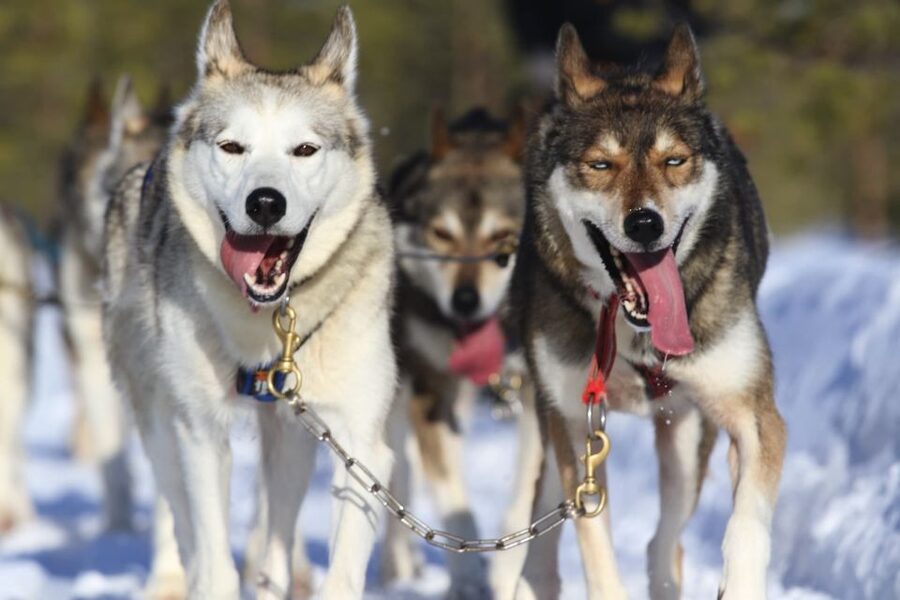 From Rovaniemi: Self-Driven 10km Husky Sled Ride - Key points to know before booking