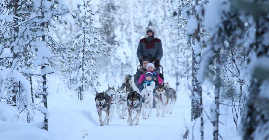 From Rovaniemi: Self-Driven 10km Husky Sled Ride - A Finnish kota and a warm finish