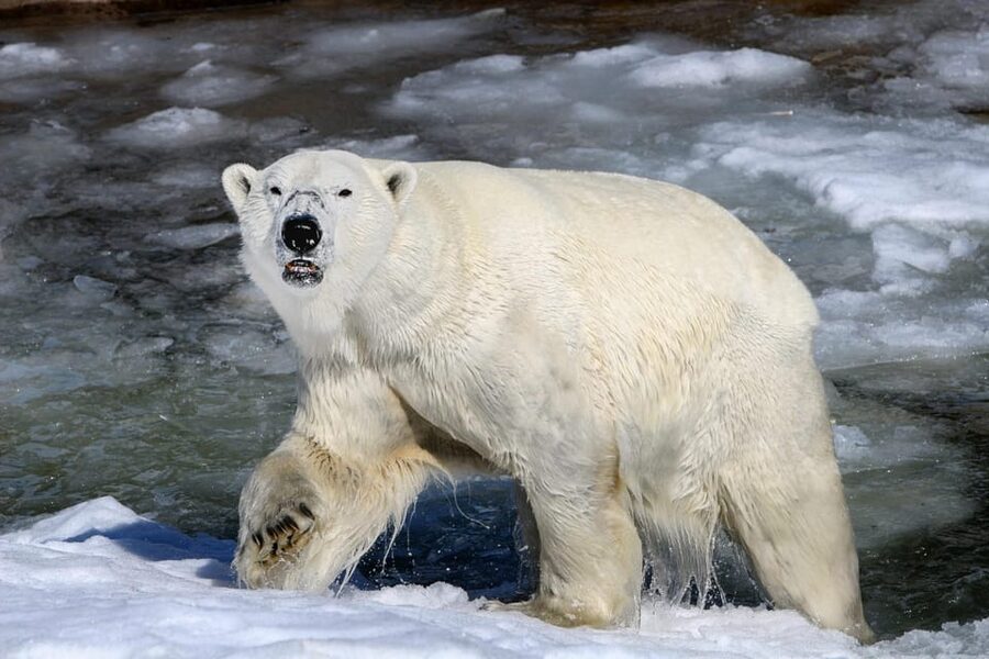 From Rovaniemi: Tour to Ranua Wildlife Park - Why Ranua is different from a standard zoo