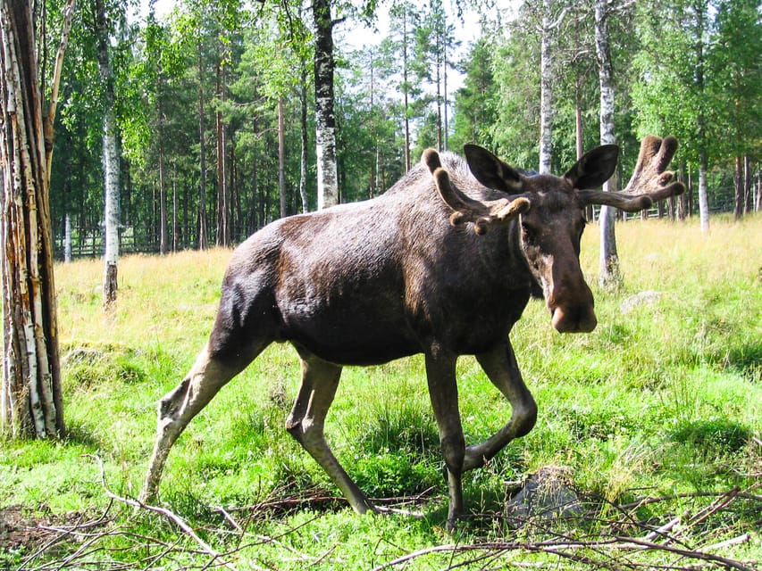 From Rovaniemi: Tour to Ranua Wildlife Park - The minibus ride from Rovaniemi