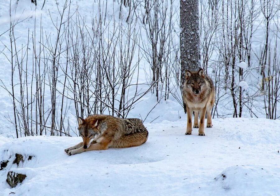 From Rovaniemi: Tour to Ranua Wildlife Park - Polar bears and the limits of animal sightings