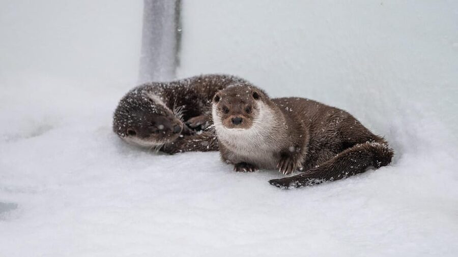 From Rovaniemi: Tour to Ranua Wildlife Park - Walking the Arctic animal route