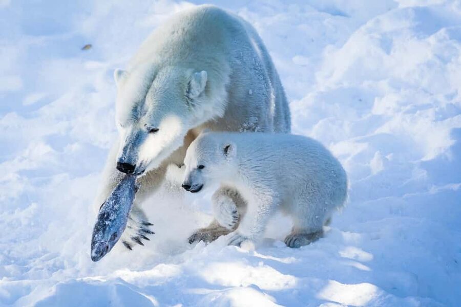 From Rovaniemi: Visit Wildlife Park in Ranua - Why Ranua makes sense from Rovaniemi