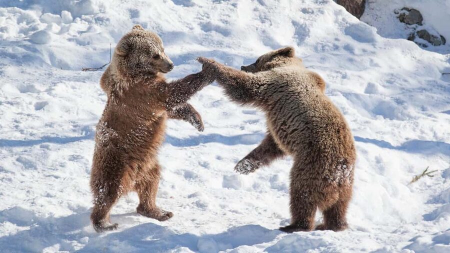 From Rovaniemi: Visit Wildlife Park in Ranua - Walking among Arctic animals