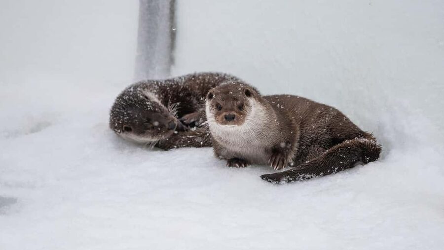 From Rovaniemi: Visit Wildlife Park in Ranua - The snowy forest is part of the attraction