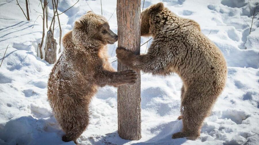 From Rovaniemi: Visit Wildlife Park in Ranua - Who will enjoy this trip most