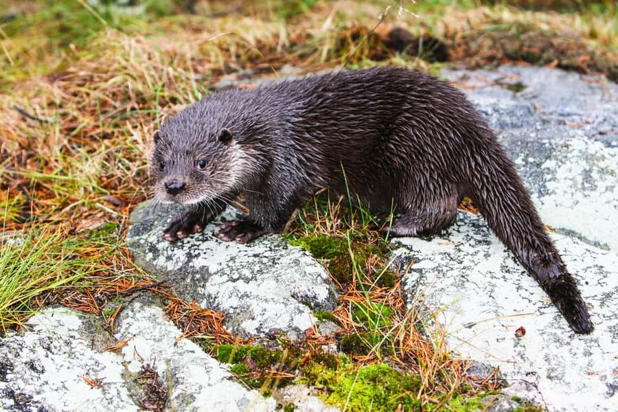 From Rovaniemi: Visit Wildlife Park in Ranua - Booking details that can save you trouble