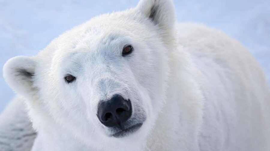 From Rovaniemi: Visit Wildlife Park in Ranua - My call: book it if wildlife matters more than a slow pace