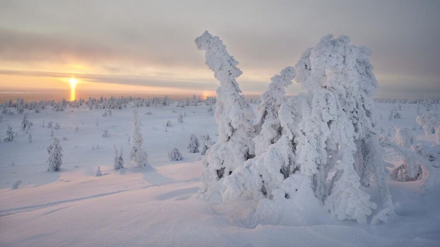From Rovaniemi: Winter Wonderland Hike with a Hot Drink - A hot drink, cookies, and a useful hut stop