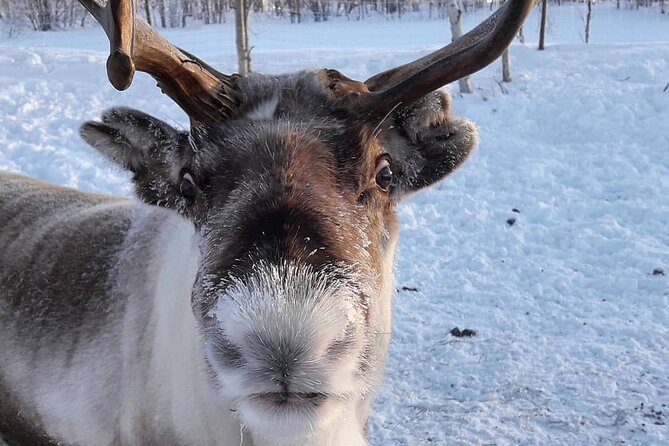 From Saariselkä: Ice Fishing Tour to Lake Inari, reindeers &lunch - Meeting the reindeer on the island