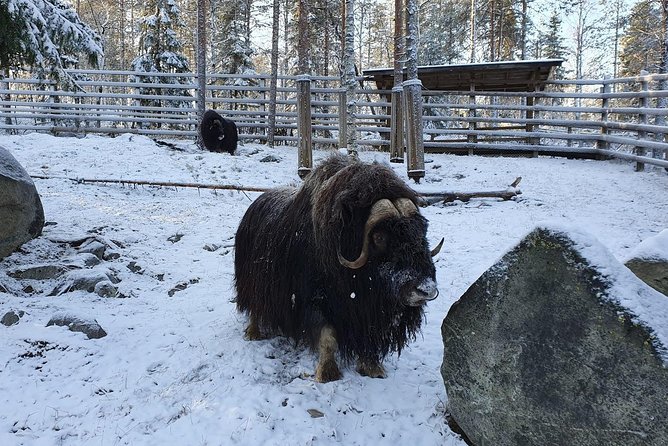 Guided Ranua Wildlife Park tour with Lunch, Small group adventure - The drive from Rovaniemi to Ranua