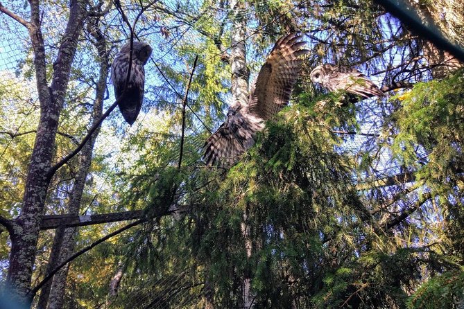 Guided Ranua Wildlife Park tour with Lunch, Small group adventure - What the $174.21 price buys you