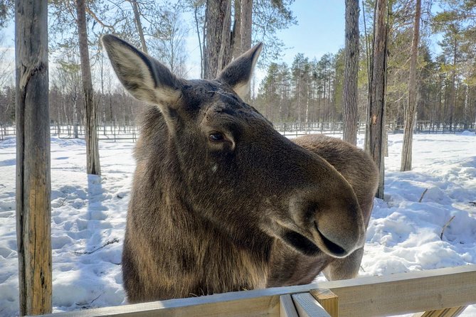 Guided Ranua Wildlife Park tour with Lunch, Small group adventure - Group size, pickup, and timing
