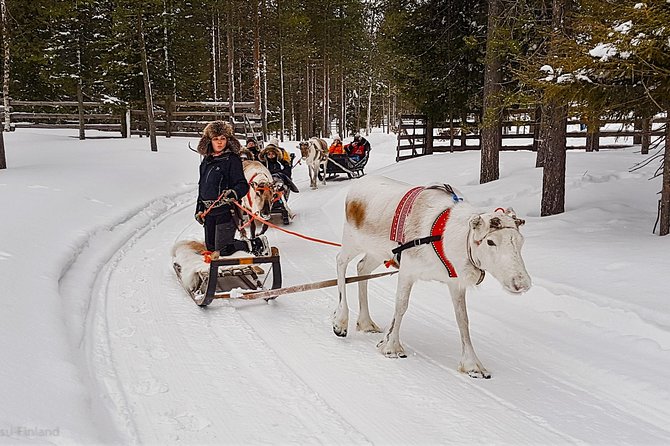 Guided reindeer farm visit and one hour sledge safari - A traditional Lapland experience at Kopara