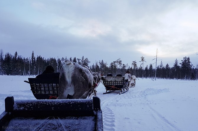 Guided reindeer farm visit and one hour sledge safari - Meeting the animals after the ride