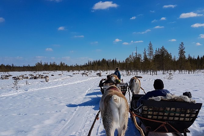 Guided reindeer farm visit and one hour sledge safari - Is $156.03 fair value?