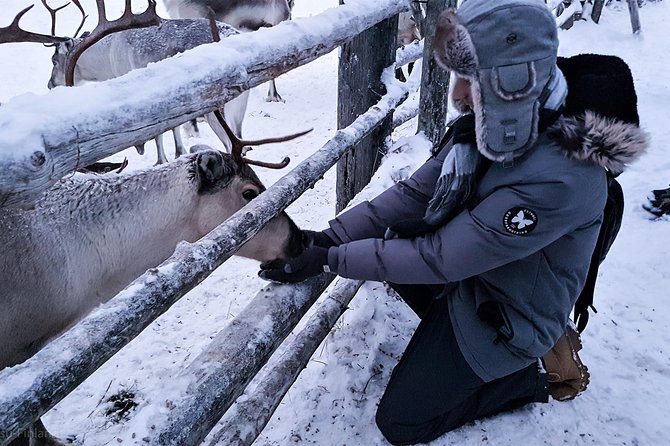 Guided reindeer farm visit and one hour sledge safari - Who will enjoy this most?