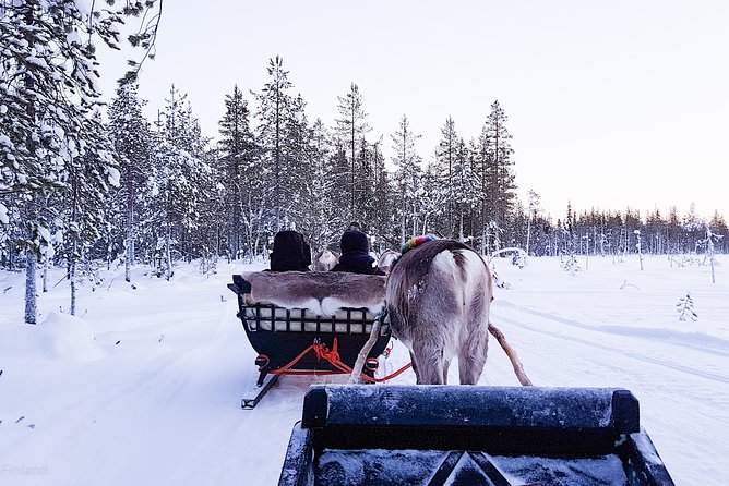 Guided reindeer farm visit and one hour sledge safari - One hour behind the reindeer